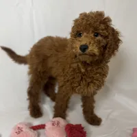 Hypoallergenic Puppy, a female Goldendoodle and Miniature Goldendoodle for sale in Rancho Cucamonga, CA – 1 of 1