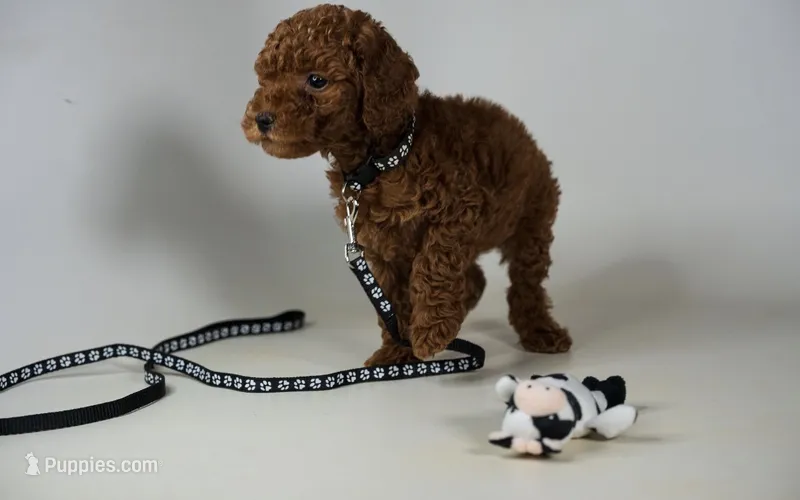 Mickey perfect family puppy dog – Miniature Goldendoodle puppy for sale in Rancho Cucamonga, CA
