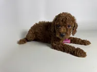Mini Doodle Darling ♥️, a female Miniature Goldendoodle for sale in Rancho Cucamonga, CA – 3 of 3