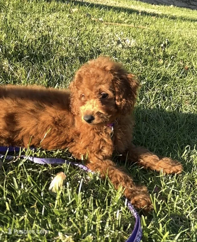 Hypo-Allergenic Doodle