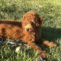 Hypo-Allergenic Doodle, a female Goldendoodle and Miniature Goldendoodle for sale in Rancho Cucamonga, CA – 1 of 1