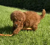 Tiny Potty Trained mini doodle , a female Miniature Goldendoodle for sale in Rancho Cucamonga, CA – 2 of 3