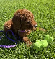 DARK RED tiny Goldendoodle , a female Miniature Goldendoodle for sale in Rancho Cucamonga, CA – 3 of 3