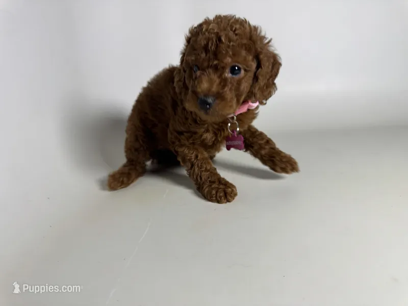 Mini Doodle Darling ♥️ – Miniature Goldendoodle puppy for sale in Rancho Cucamonga, CA