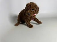 Mini Doodle Darling ♥️, a female Miniature Goldendoodle for sale in Rancho Cucamonga, CA – 1 of 3