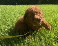 Female tiny RED micro doodle, a female Miniature Goldendoodle for sale in Rancho Cucamonga, CA – 2 of 3