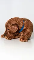 Non shedding puppy red golden doodle, a female Miniature Goldendoodle for sale in Rancho Cucamonga, CA – 2 of 2