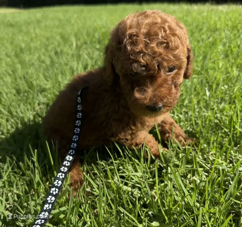 Micro mini goldendoodle – Miniature Goldendoodle puppy for sale in Rancho Cucamonga, CA