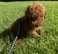 Micro mini goldendoodle, a female Miniature Goldendoodle for sale in Rancho Cucamonga, CA – 1 of 3