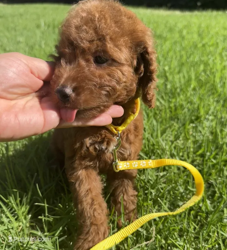 Female tiny RED micro doodle – Miniature Goldendoodle puppy for sale in Rancho Cucamonga, CA