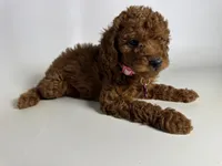 Mini Doodle Darling ♥️, a female Miniature Goldendoodle for sale in Rancho Cucamonga, CA – 2 of 3