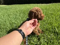 Micro mini goldendoodle, a female Miniature Goldendoodle for sale in Rancho Cucamonga, CA – 3 of 3