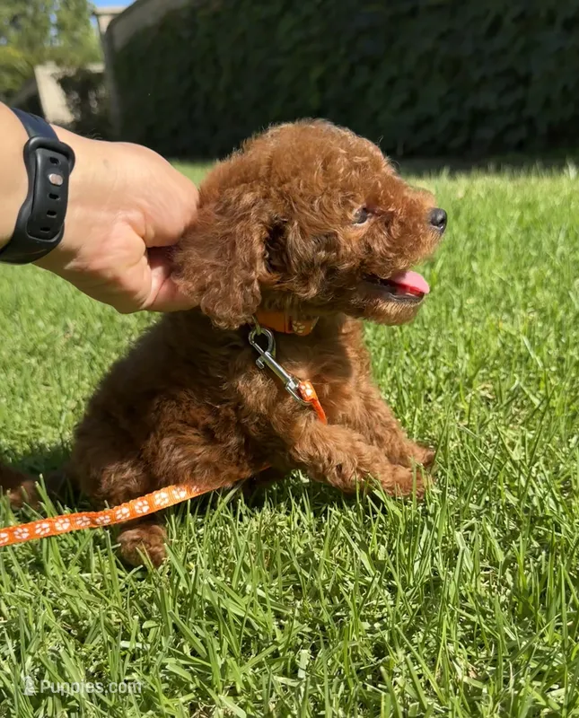 Tiny Potty Trained mini doodle  – Miniature Goldendoodle puppy for sale in Rancho Cucamonga, CA