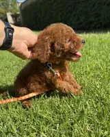 Tiny Potty Trained mini doodle , a female Miniature Goldendoodle for sale in Rancho Cucamonga, CA – 1 of 3