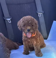Teddy bear mini Goldendoodle , a female Miniature Goldendoodle for sale in Rancho Cucamonga, CA – 2 of 3