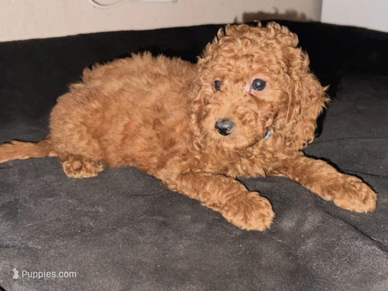 💘Valentine Day Puppy 💝