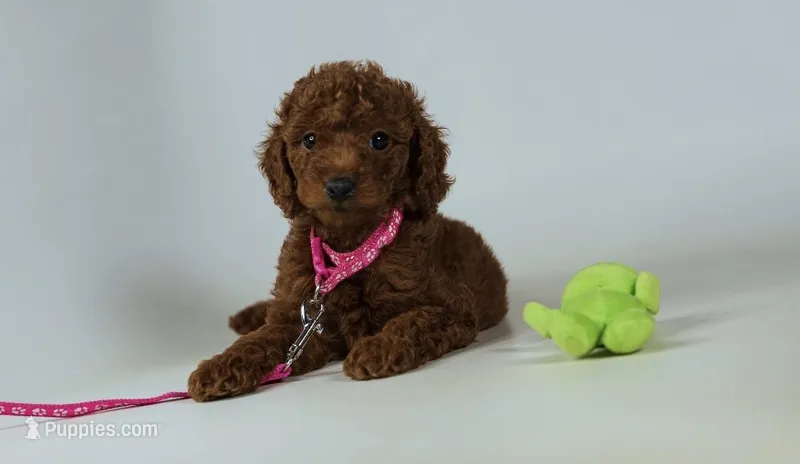 Precious puppy senior friendly doodle – Miniature Goldendoodle puppy for sale in Rancho Cucamonga, CA