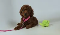 Precious puppy senior friendly doodle, a female Miniature Goldendoodle for sale in Rancho Cucamonga, CA – 1 of 2