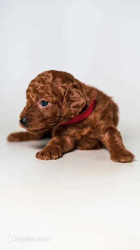 Lucky Female Kid friendly Goldendoodle  – Miniature Goldendoodle puppy for sale in Rancho Cucamonga, CA