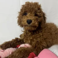 Adorable Red Puppy, a female Goldendoodle and Miniature Goldendoodle for sale in Rancho Cucamonga, CA – 1 of 1