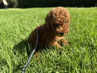 Micro mini goldendoodle, a female Miniature Goldendoodle for sale in Rancho Cucamonga, CA – 2 of 3