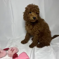 RED Goldendoodle, a female Goldendoodle and Miniature Goldendoodle for sale in Rancho Cucamonga, CA – 1 of 1