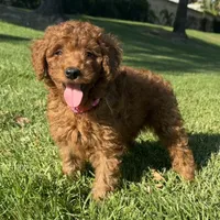 Doodle 4 Valentines 💌, a female Goldendoodle and Miniature Goldendoodle for sale in Rancho Cucamonga, CA – 1 of 1
