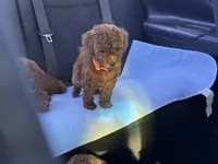 Teddy bear mini Goldendoodle , a female Miniature Goldendoodle for sale in Rancho Cucamonga, CA – 3 of 3