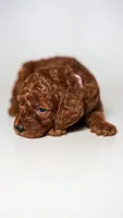 Hypoallergenic Goldendoodle SUPER CUTE, a female Miniature Goldendoodle for sale in Rancho Cucamonga, CA – 2 of 2