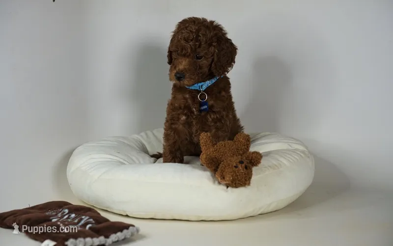 Diesel mini hypoallergenic Goldendoodle rare red color – Miniature Goldendoodle puppy for sale in Rancho Cucamonga, CA