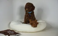 Diesel mini hypoallergenic Goldendoodle rare red color, a male Miniature Goldendoodle for sale in Rancho Cucamonga, CA – 1 of 2