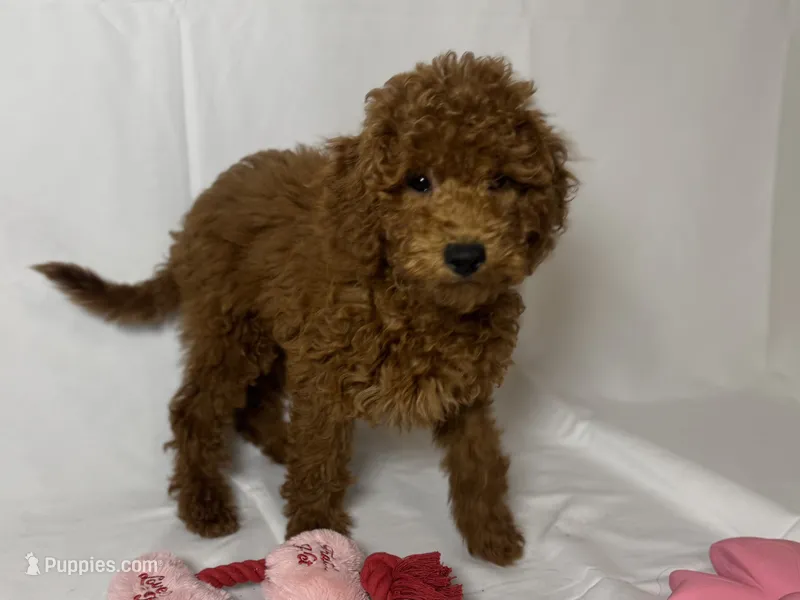 RED Golden Doodle