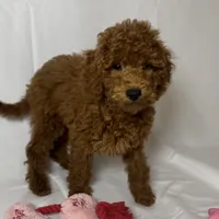 RED Golden Doodle, a female Goldendoodle and Miniature Goldendoodle for sale in Rancho Cucamonga, CA – 1 of 1