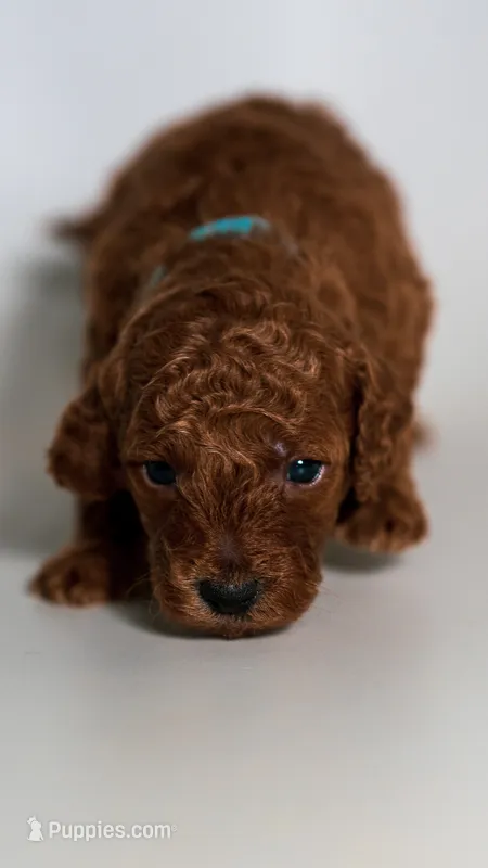 Butters Perfect Family Puppy – Miniature Goldendoodle puppy for sale in Rancho Cucamonga, CA