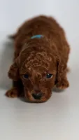 Butters Perfect Family Puppy, a female Miniature Goldendoodle for sale in Rancho Cucamonga, CA – 1 of 2