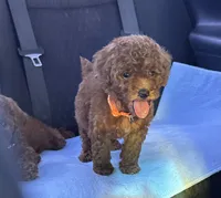 Teddy bear mini Goldendoodle , a female Miniature Goldendoodle for sale in Rancho Cucamonga, CA – 1 of 3