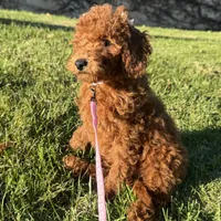 Perfect Puppy 🐶, a female Poodle - Miniature  and Miniature Goldendoodle for sale in Rancho Cucamonga, CA – Photo 2 of 2