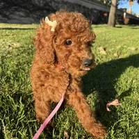 Red Mini Doodle ❤️, a female Poodle - Miniature  and Miniature Goldendoodle for sale in Rancho Cucamonga, CA – Photo 2 of 2
