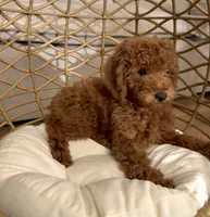 Miniature Harley Curly, a female Miniature Goldendoodle for sale in Rancho Cucamonga, CA – Photo 1 of 2