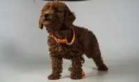 Venus micro mini Goldendoodle extra small, a female Miniature Goldendoodle for sale in Rancho Cucamonga, CA – 2 of 2