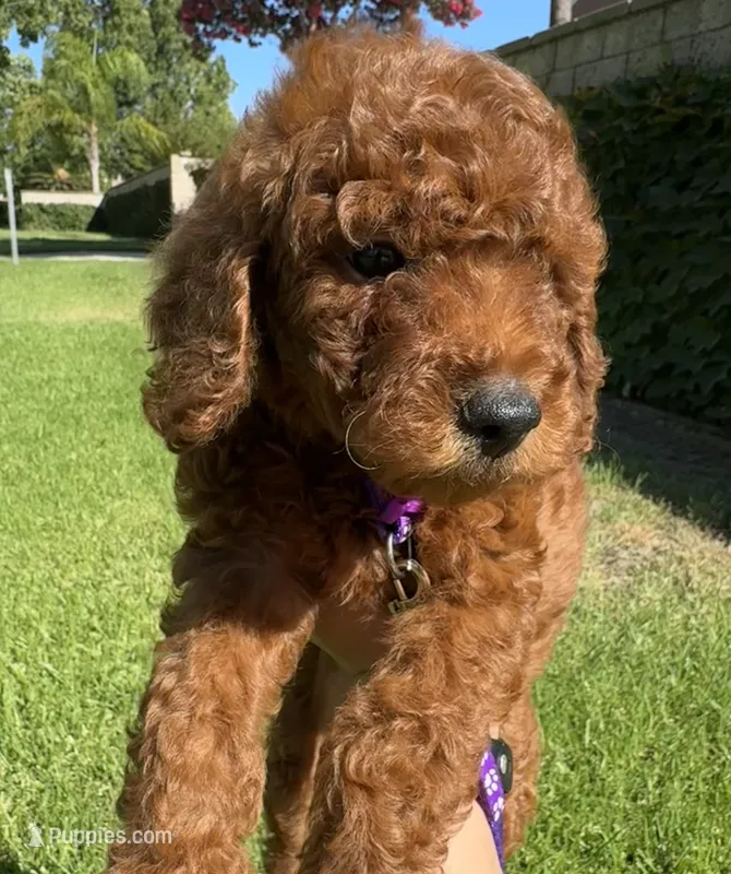 DARK RED tiny Goldendoodle  – Miniature Goldendoodle puppy for sale in Rancho Cucamonga, CA