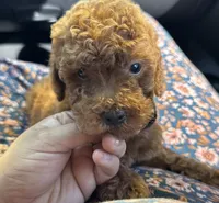 Fluffy family friendly Goldendoodle , a female Miniature Goldendoodle for sale in Rancho Cucamonga, CA – 3 of 3