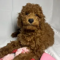 Miniature Doodle, a female Goldendoodle and Miniature Goldendoodle for sale in Rancho Cucamonga, CA – 1 of 1