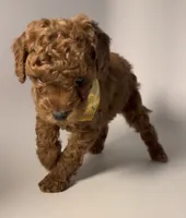 Teddy Look a Like Goldendoodle Pup, a male Miniature Goldendoodle for sale in Rancho Cucamonga, CA – 2 of 2