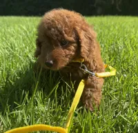 Female tiny RED micro doodle, a female Miniature Goldendoodle for sale in Rancho Cucamonga, CA – 3 of 3