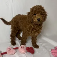 Dark Red Doodle, a female Goldendoodle and Miniature Goldendoodle for sale in Rancho Cucamonga, CA – 1 of 1
