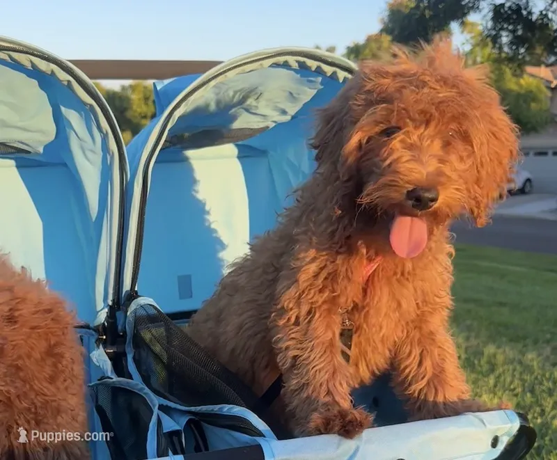 Red GoldenDoodle Puppy