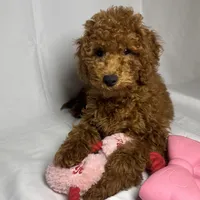 Mini Goldendoodle 🍭💜, a female Goldendoodle and Miniature Goldendoodle for sale in Rancho Cucamonga, CA – 1 of 1