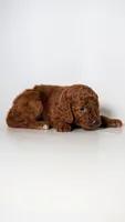 King Kerry RED FLUFFY PUPPY, a male Miniature Goldendoodle for sale in Rancho Cucamonga, CA – 2 of 2