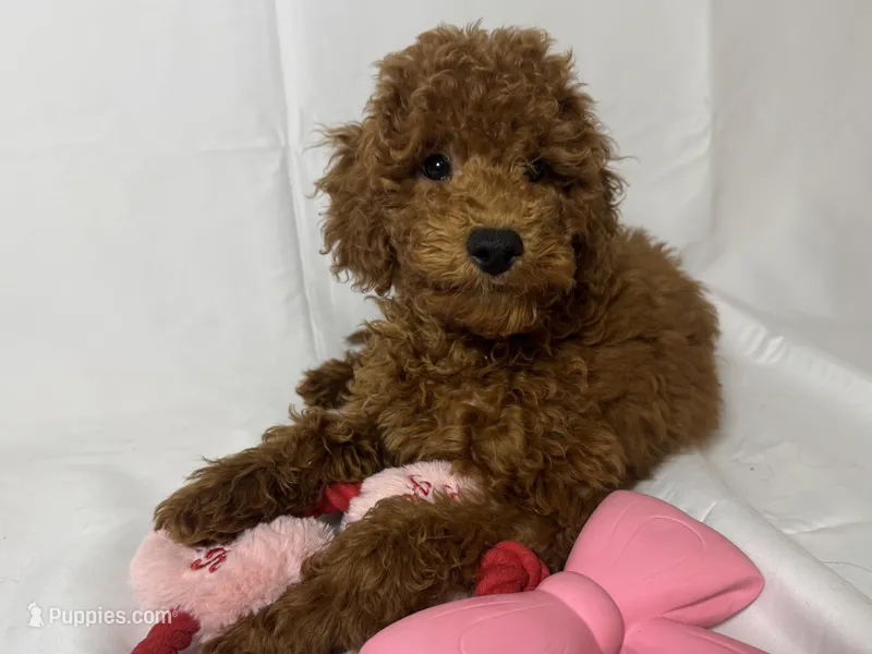 Curly Goldendoodle 🐕